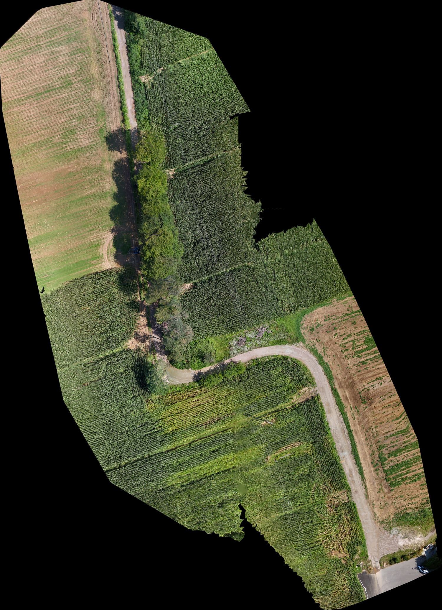 Ortofoto di appezzamenti agricoli attraversati da una strada interpoderale